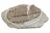 Bargain, Fossil Prochasmops Praecurrens Trilobite - Russia #363119-1